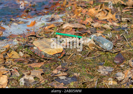 Dead turtle on city lake shore with discarded plastic water bottle and green straw trash along the edge of water. Concept of environmental pollution Stock Photo