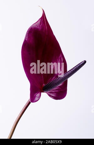 Beautiful pair of purple and pink Anthurium flowers. Trendy minimalistic background. Stock Photo