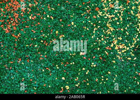 background, texture, abstraction of green, red and yellow small stones Stock Photo