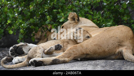 A lion cub (Panthera leo)  feeding  from its mother who is resting in the shade. Serengeti National Park, Tanzania.