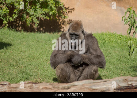 Western lowland gorilla (Gorilla gorilla gorilla ) in enclosure, Zoo Bioparc Fuengirola, Spain. Stock Photo