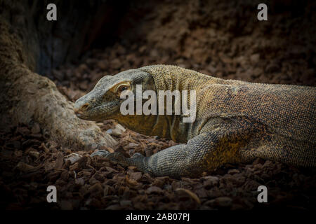 Komodo dragon (Varanus komodoensis in enclosure, Zoo Bioparc Fuengirola, Spain. Stock Photo