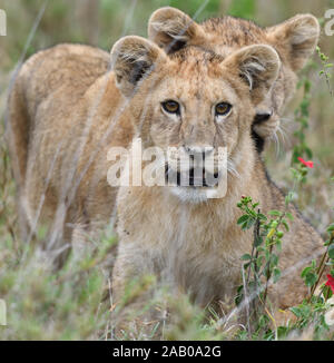 Two lion cubs (Panthera leo) play in the long dry grass of the Serengeti. Serengeti National Park, Tanzania. Stock Photo