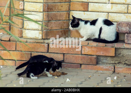 Homeless cat and kittens eating food on the street. Animal protection concept Stock Photo