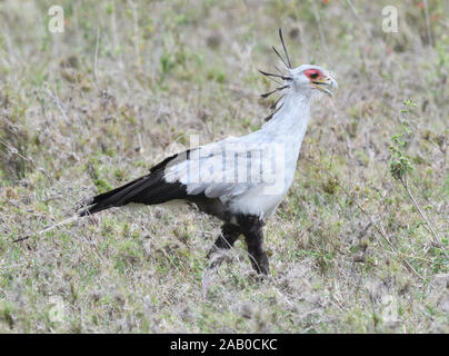 A secretary bird (Sagittarius serpentarius) walks through dry grass looking for its prey of a variety of small animals. Serengeti National Park, Tanza Stock Photo