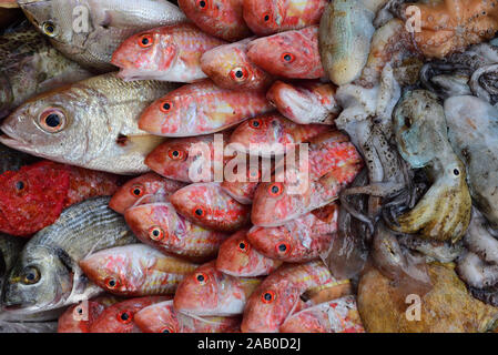 A selection of freshly caught fish and other marine species from the Mediterranean all strung together as a background Stock Photo