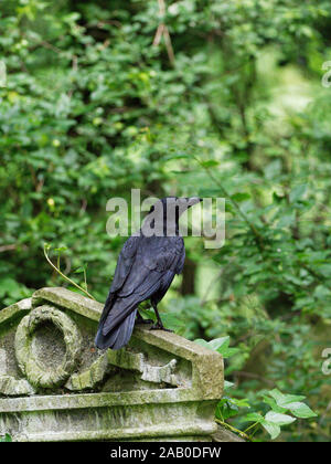Carrion crow (Corvus corone) perched on an old tombstone in Tower Hamlets Cemetery Park, Mile End, London, UK Stock Photo