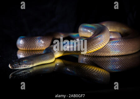 Python Fuscus Water Single Rainbow Serpent Water Python - Liasis fuscus - isolated on black ...