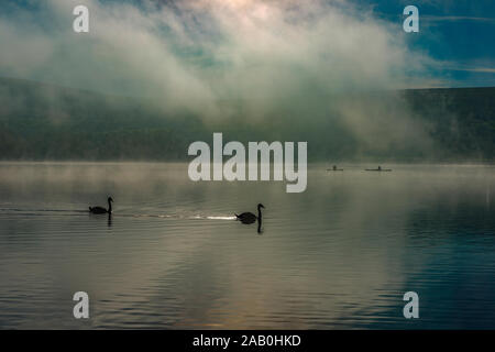 A pair of Swans and Canoeists on Ullswater Lake during mist. The English Lake District, Cumbria, England, Uk. Stock Photo