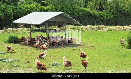 Free range brown chickens foraging in the sun and shade outside their barn in a New Zealand commercial egg operation. Stock Photo