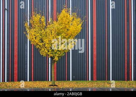 heart-shaped maple tree in autumn in front of a warehouse, Augsburg, Swabia, Bavaria, Germany, Europe Stock Photo