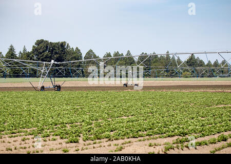 Healthy new potato plants break through the soil rows in springtime. An irrigator passes over the potato rows in a farm field in New Zealand Stock Photo