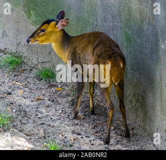 closeup of a female chinese muntjac, Barking deer from Asia Stock Photo