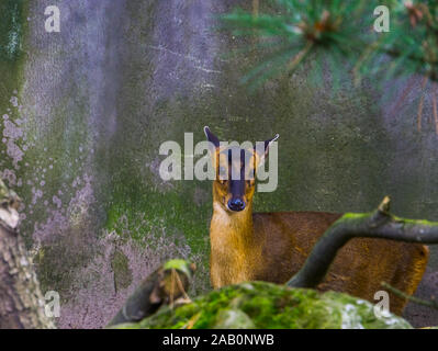 female chinese muntjac in closeup, Barking deer from asia, Small doe Stock Photo