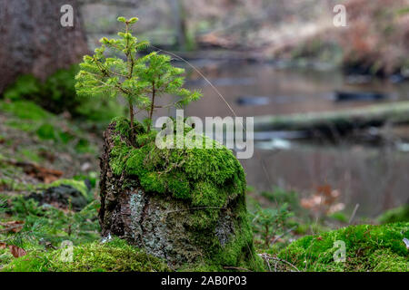 Small spruce tree growing on a mossy old trunk. Coniferous seedling in the forest. Autumn season. Stock Photo