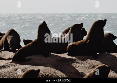 Sea lions lying on the rocks of Cabo Polonio Stock Photo