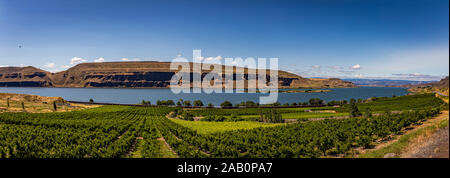 The Columbia River as it passes a Washington apple orchard at the beginning of the gorge with Mount Hood looming in the background. Stock Photo