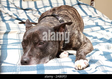 Quebec,Canada. A Pit bull resting on a bed Stock Photo