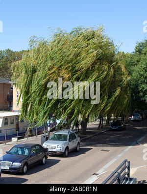Urban Weeping Willow (Salix x sepulcralis 'Chrysocoma'), South Sea Street, Greenland Dock, Rotherhithe, London Stock Photo