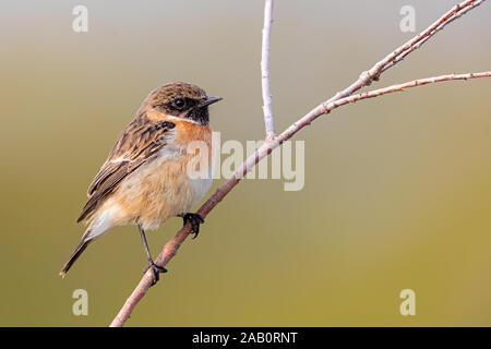 Schwarzkehlchen, Saxicola torquata, maennlich, Stock Photo