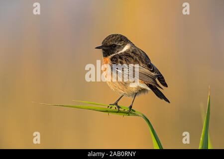 Schwarzkehlchen, Saxicola torquata, maennlich, Stock Photo