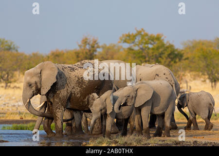 Afrikanischer Elefant am Wasserloch, Loxodonta africana, Stock Photo