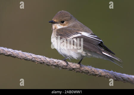 Trauerschnäpper; Pied Flycatcher; European Pied Flycatcher; Ficedula hypoleuca; Gobemouche noir; Gobe-mouche noir; Papamoscas Cerrojillo; Stock Photo