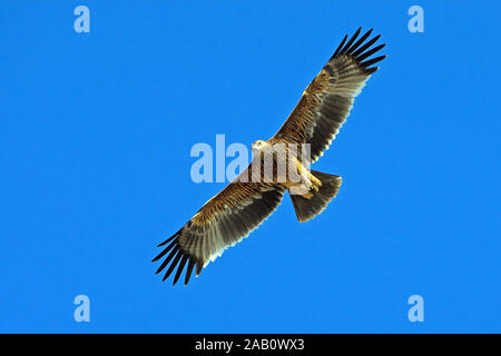 Kaiseradler Eastern Imperial Eagle Imperial Eagle Aquila heliaca Aigle impérial Águila Imperial Oriental Stock Photo