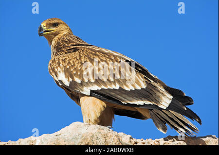 Kaiseradler Eastern Imperial Eagle Imperial Eagle Aquila heliaca Aigle impérial Águila Imperial Oriental Stock Photo