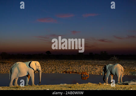 Afrikanischer Elefant, Loxodonta africana, am Wasserloch bei Sonnenuntergang Stock Photo