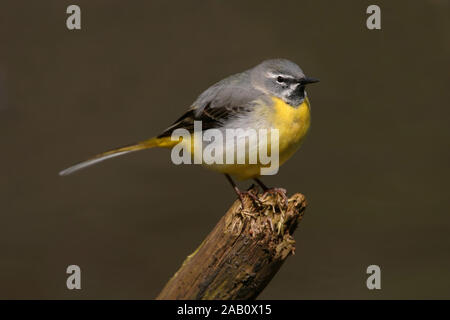 Tier; Tiere; Vogel; Voegel; Saenger; Singvogel; Gebirgsstelze; Bergstelze; Grey Wagtail; Gray Wagtail; Motacilla cinerea; Bergeronnette des ruisseaux; Stock Photo