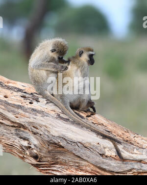 Vervet monkeys (Chlorocebus pygerythrus) grooming. Tarangire National Park, Tanzania. Stock Photo