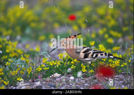 Wiedehopf Hoopoe Eurasian Hoopoe Upupa epops Huppe fasciée Abubilla
