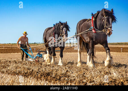 2019-09-21, Sussex, UK: Ploughman and his horses compete in a Heavy Horse Ploughing Match. Stock Photo