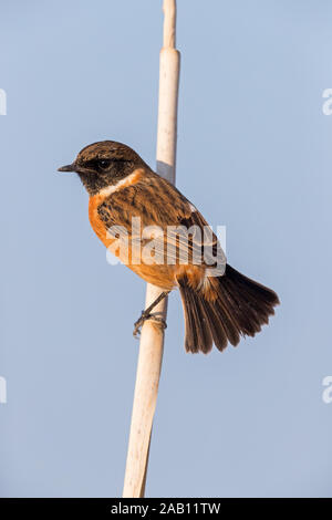 Schwarzkehlchen, Saxicola torquata, maennlich, Stock Photo