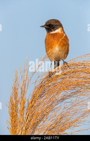 Schwarzkehlchen, Saxicola torquata, maennlich, Stock Photo