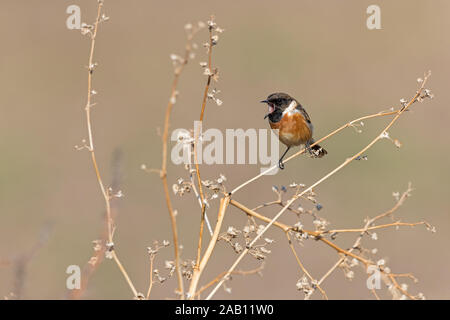Schwarzkehlchen, Saxicola torquata, maennlich, Stock Photo