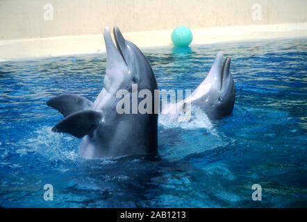 Las Vegas, Nevada, USA 11th March 1995 Dolphins at Siegfried and Roy The Secret Garden on March 11, 1995 at The Mirage Hotel and Casino in Las Vegas, Nevada, USA. Photo by Barry King/Alamy Stock Photo Stock Photo