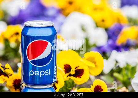 Pepsi Cola Can 330ml flowers and tulips background. Pepsi is a carbonated soft drink that is produced and manufactured by PepsiCo Stock Photo