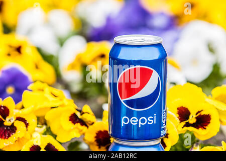 Pepsi Cola Can 330ml flowers and tulips background. Pepsi is a carbonated soft drink that is produced and manufactured by PepsiCo Stock Photo