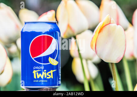 Pepsi Cola Can 330ml flowers and tulips background. Pepsi is a carbonated soft drink that is produced and manufactured by PepsiCo Stock Photo