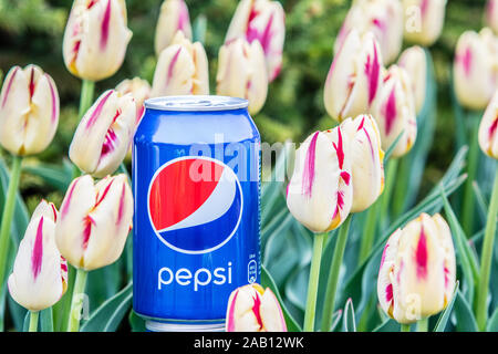 Pepsi Cola Can 330ml flowers and tulips background. Pepsi is a carbonated soft drink that is produced and manufactured by PepsiCo Stock Photo