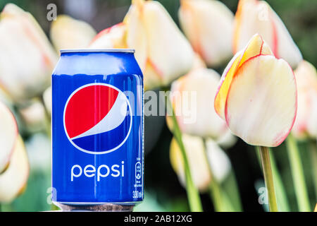 Pepsi Cola Can 330ml flowers and tulips background. Pepsi is a carbonated soft drink that is produced and manufactured by PepsiCo Stock Photo