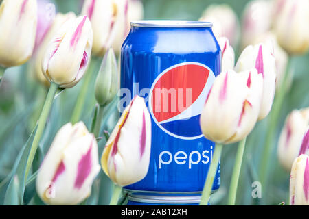 Pepsi Cola Can 330ml flowers and tulips background. Pepsi is a carbonated soft drink that is produced and manufactured by PepsiCo Stock Photo