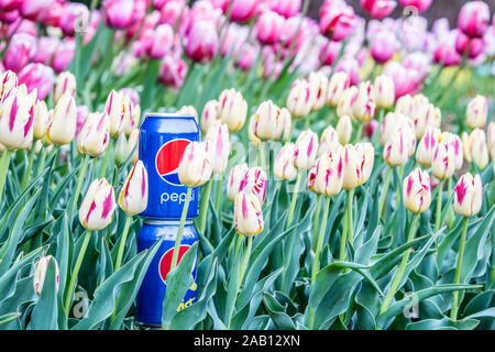 Pepsi Cola Can 330ml flowers and tulips background. Pepsi is a carbonated soft drink that is produced and manufactured by PepsiCo Stock Photo