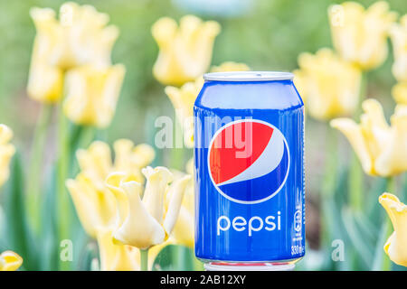 Pepsi Cola Can 330ml flowers and tulips background. Pepsi is a carbonated soft drink that is produced and manufactured by PepsiCo Stock Photo