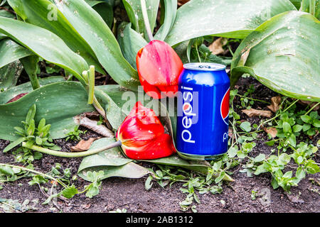 Pepsi Cola Can 330ml flowers and tulips background. Pepsi is a carbonated soft drink that is produced and manufactured by PepsiCo Stock Photo