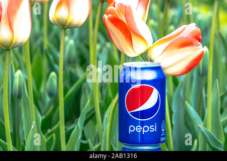 Pepsi Cola Can 330ml flowers and tulips background. Pepsi is a carbonated soft drink that is produced and manufactured by PepsiCo Stock Photo