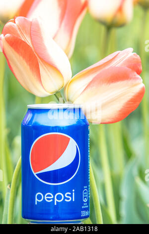 Pepsi Cola Can 330ml flowers and tulips background. Pepsi is a carbonated soft drink that is produced and manufactured by PepsiCo Stock Photo