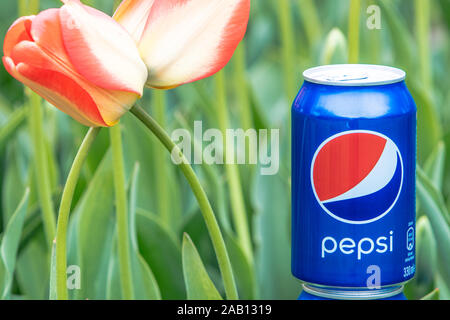 Pepsi Cola Can 330ml flowers and tulips background. Pepsi is a carbonated soft drink that is produced and manufactured by PepsiCo Stock Photo